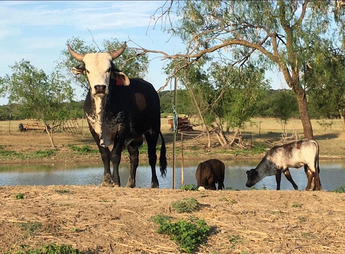 The Stargazer Ranch