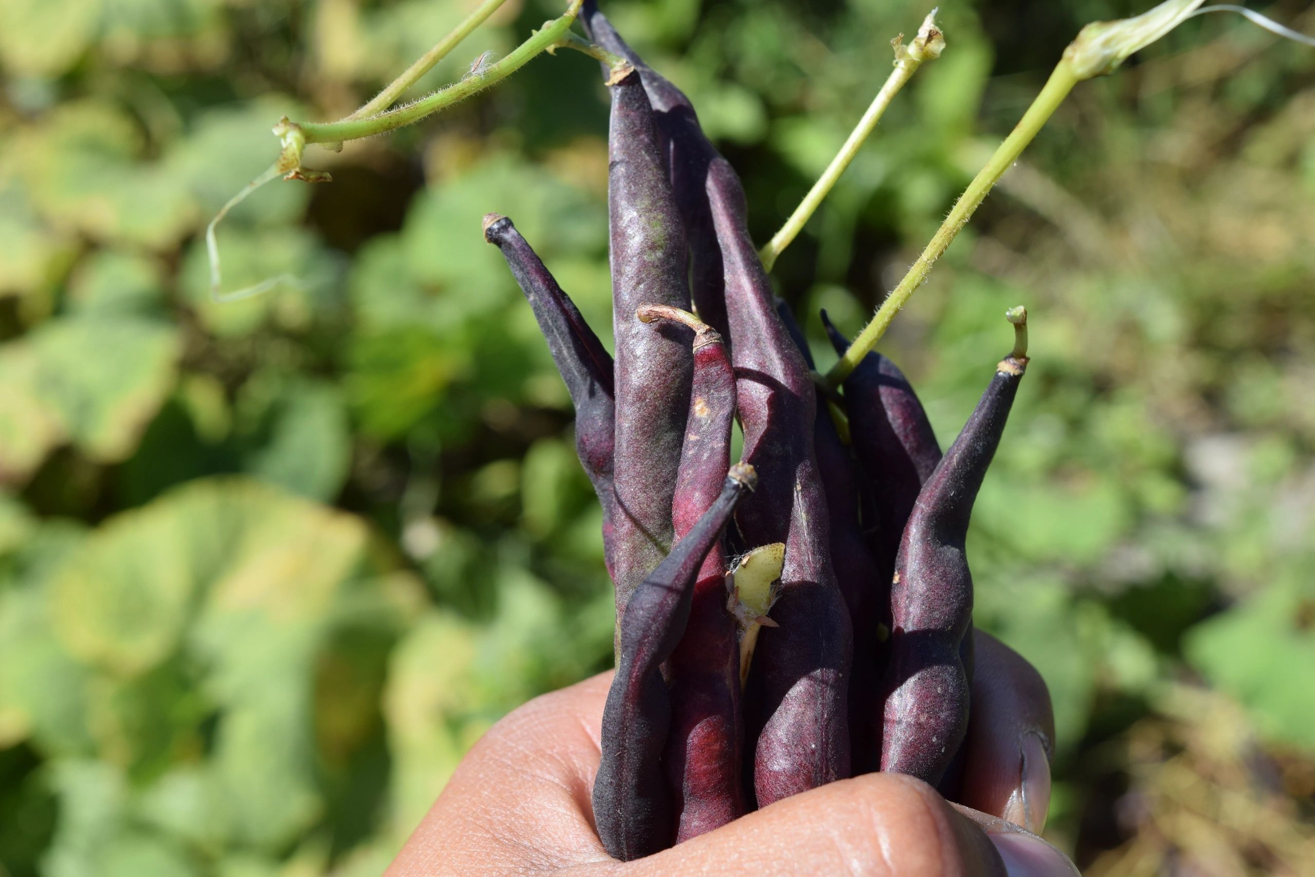 Manzanita Capital Home