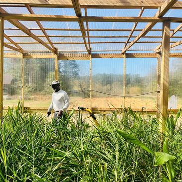 Man working inside a greenhouse filled with green plants under a transparent roof.