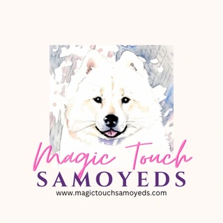 Magic Touch Samoyeds