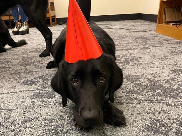 Black dog lying on carpet with an orange party hat.