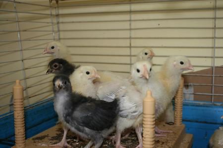 Sussex bantam chicks
Buff Sussex bantams
Sliver Sussex bantams
light sussex bantams