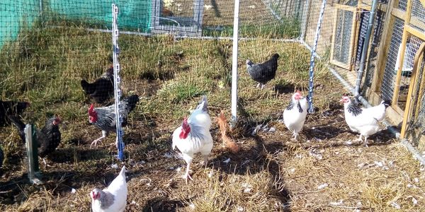 UK, England, Derbyshire, Tissington, Heritage Hens UK, rare breed