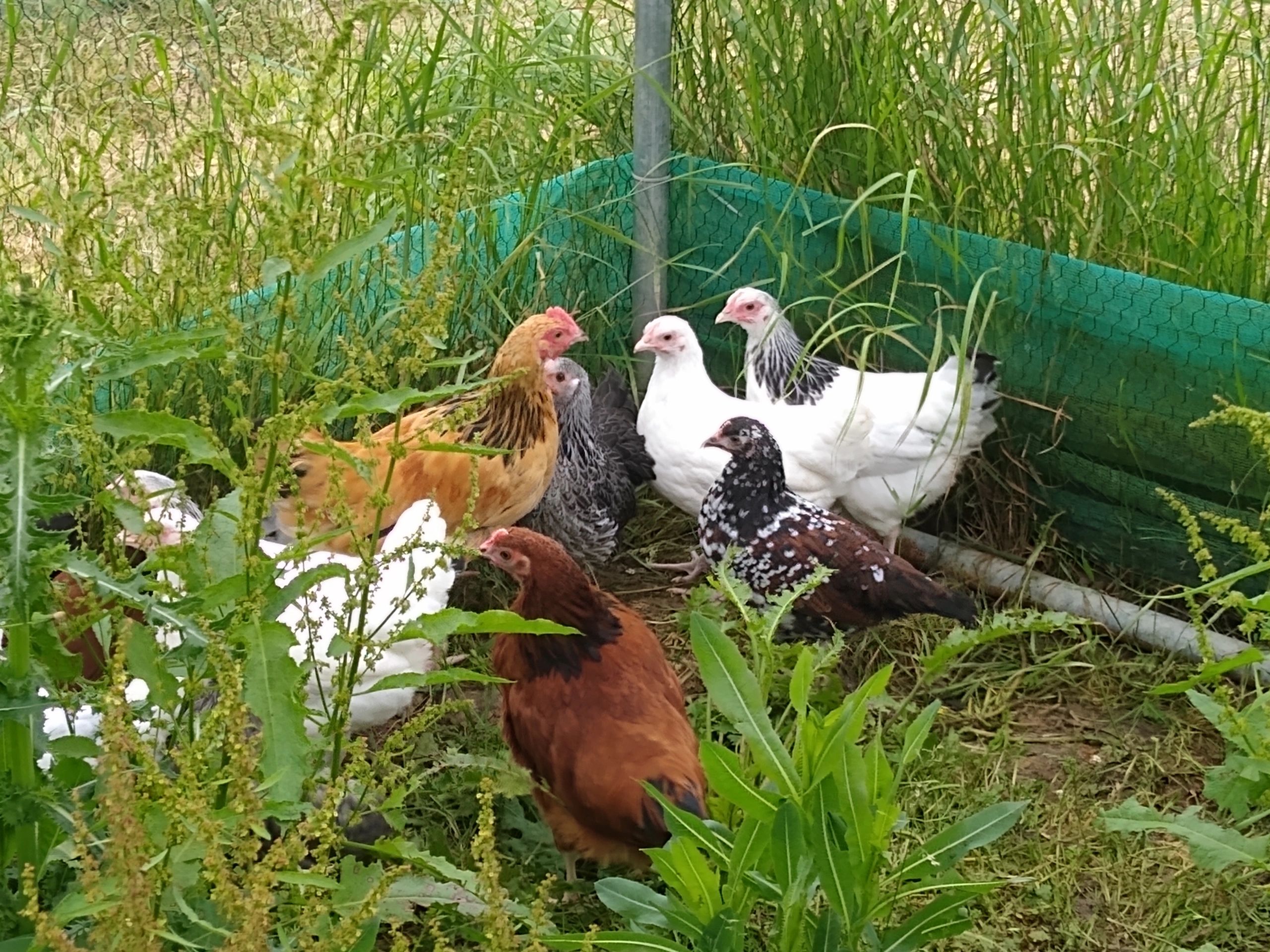Young Sussex Bantam pullets available