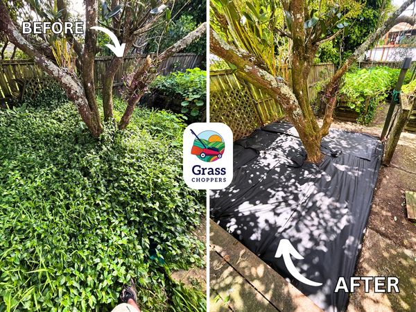 Removing weeds in Beach Haven, Auckland by Grass Choppers.