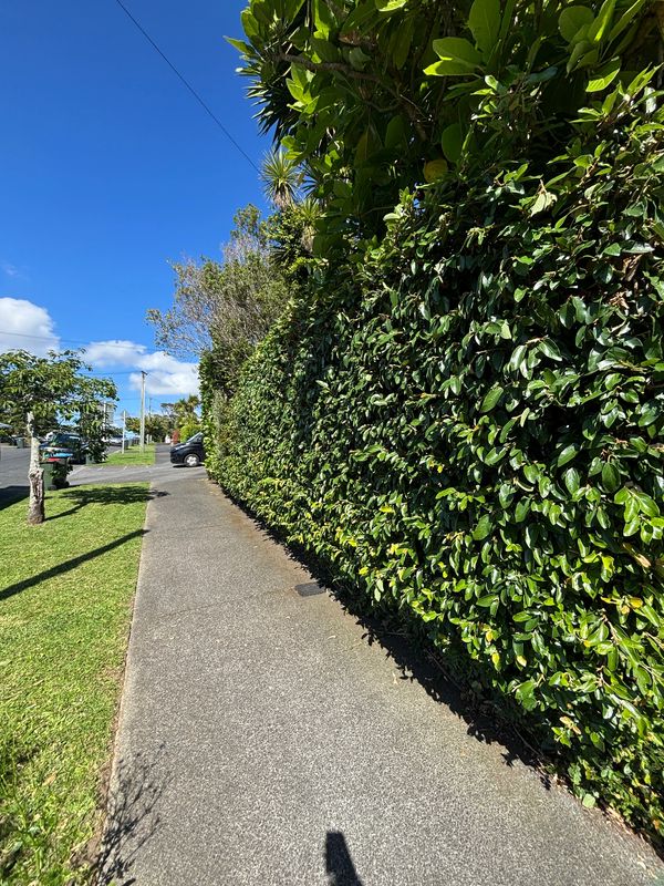 Grass Choppers Pt Chev Hedge trimming and berm lawn mowing