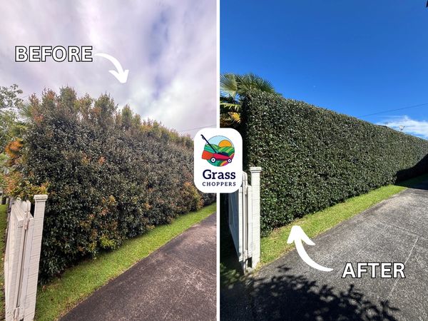Grass Choppers perfect hedge trimming in Mount Albert Auckland