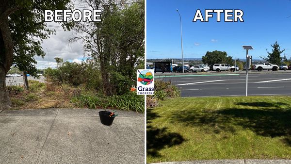Full property clean up in Murrays Bay Auckland, removal of trees and overgrown section and lawn inst
