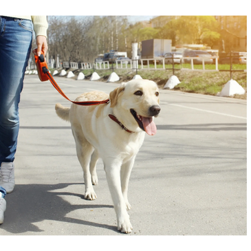 Walking nice on leash
