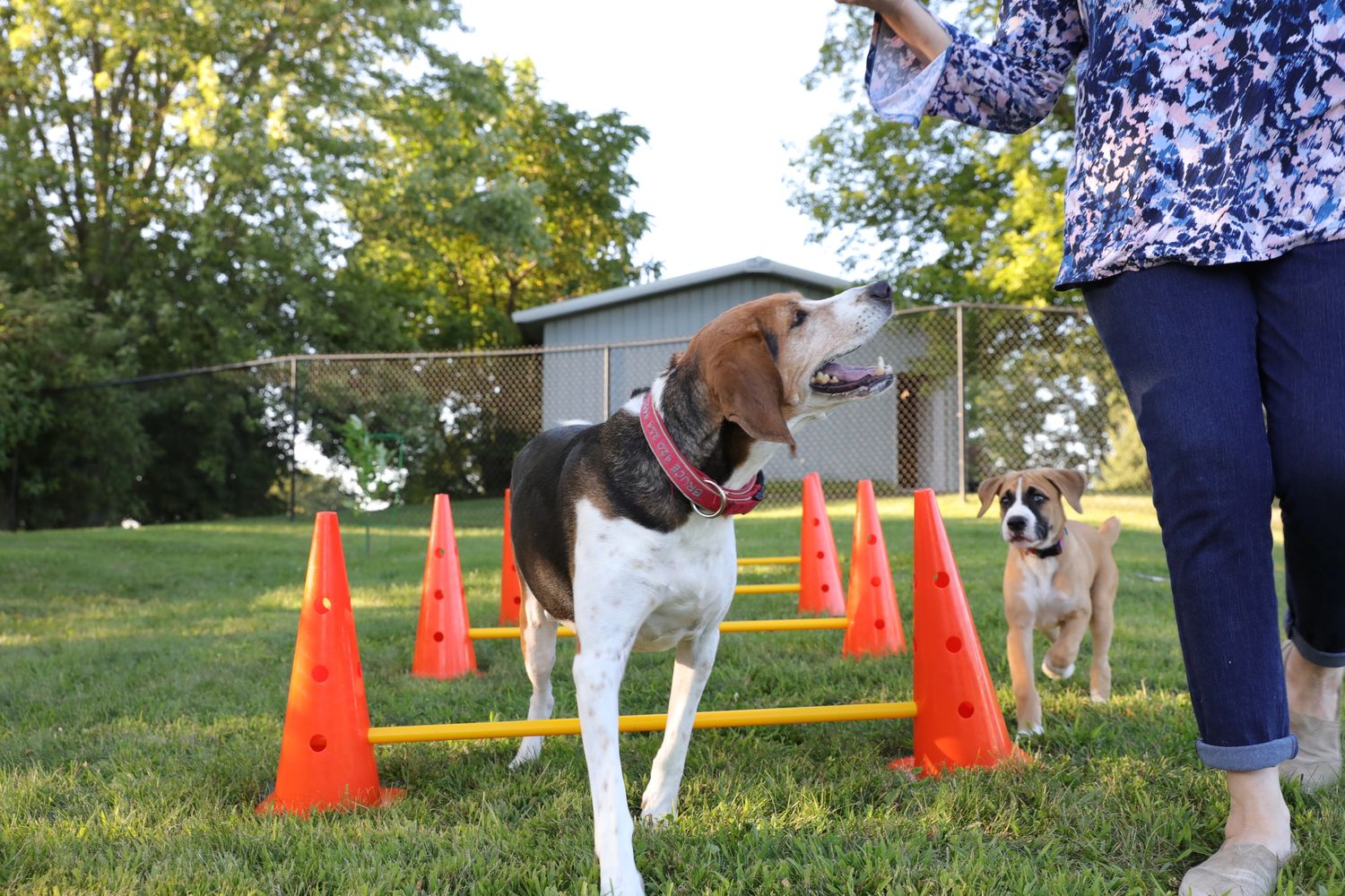 Who Is The Best Dog Trainer In The World