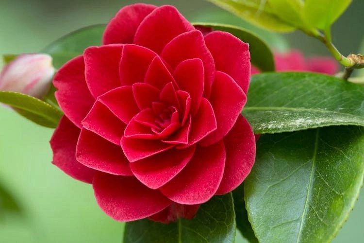 Ingredient image, camellia flower
