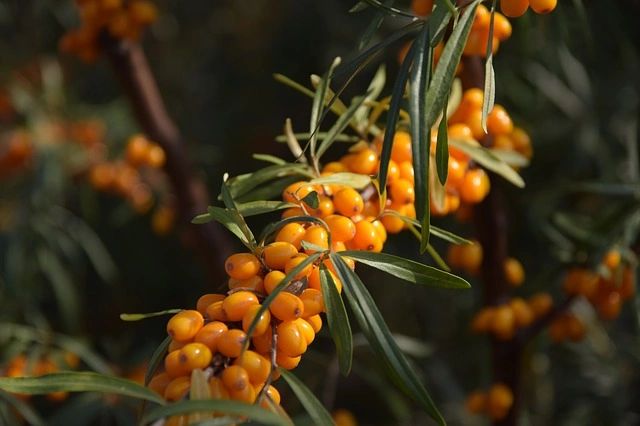 ingredient image, sea buckthorn