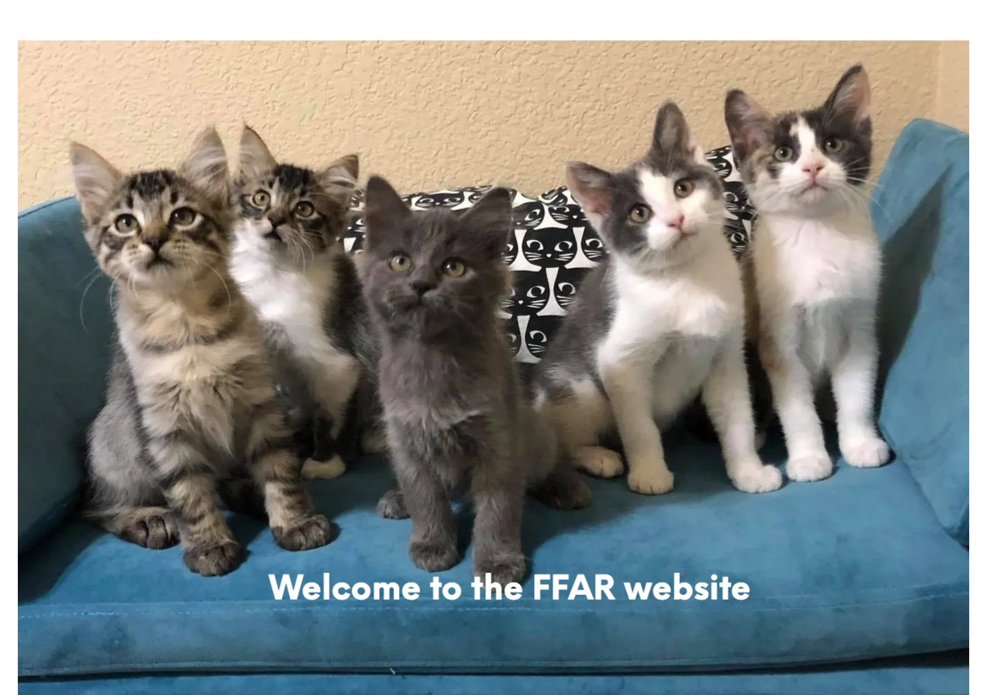 Furry Friends Animal Rescue