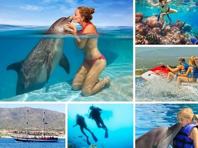 Activities, dolphins, swim, snorkell, scuba, cruise, buzz cruise, fun, reservation, booking
