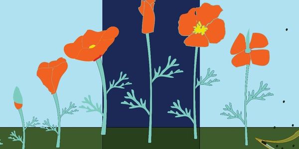 Illustration of orange poppy flowers at different growth stages.