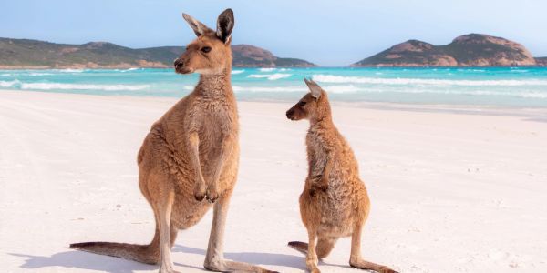 Two kangaroos on a sandy beach near the ocean.