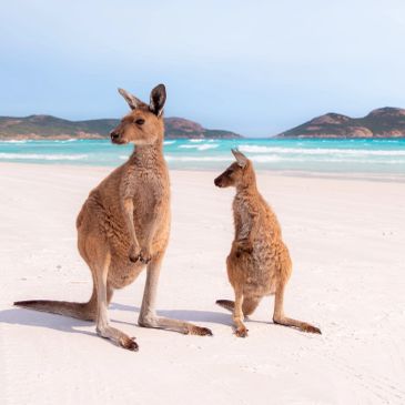 Two kangaroos on a sandy beach with ocean and hills in the background.