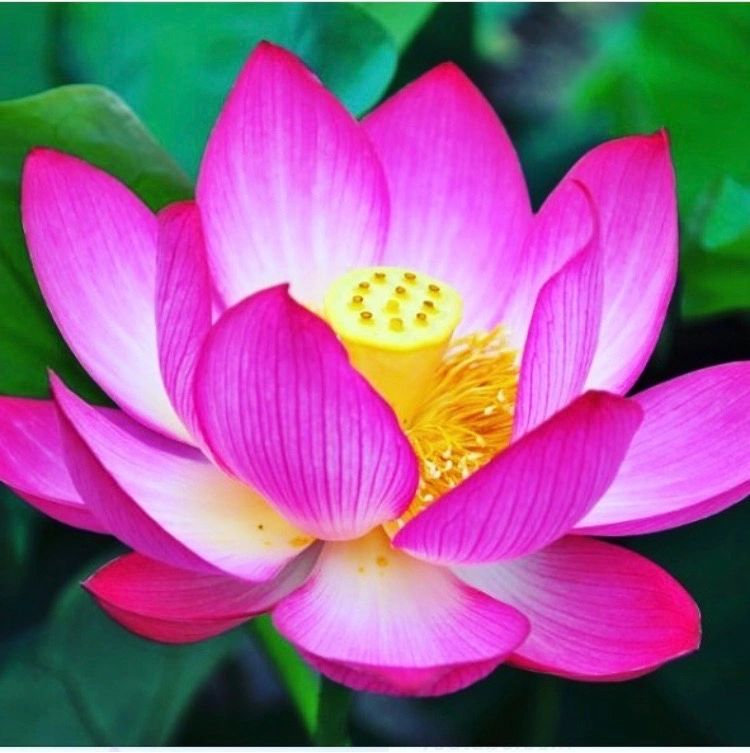 Like the Lotus Flower we grow in the muddy water of our environment and despite our circumstances we