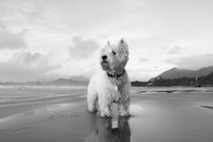 Beautiful West Highland White Terrier, Vancouver Island, Vancouver, Mysticgold Kennel, Happy healthy