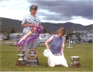 Show westie, award-winning, Canadian Kennel Club, British Columbia, B.C.All Terrier Club, puppy, Van