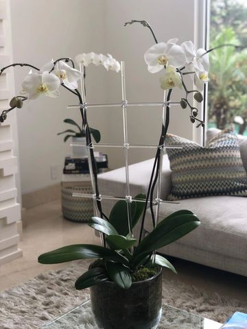 white phalaenopsis orchids with acrylic sticks in a contemporary setting