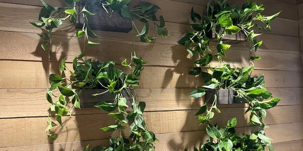 Custom wall-mounted pothos plantscape on a sunlit wood accent wall in a South Florida interior.