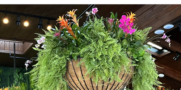 Hanging tropical plant installation with lush ferns, bromeliads, and colorful orchids in a commercia