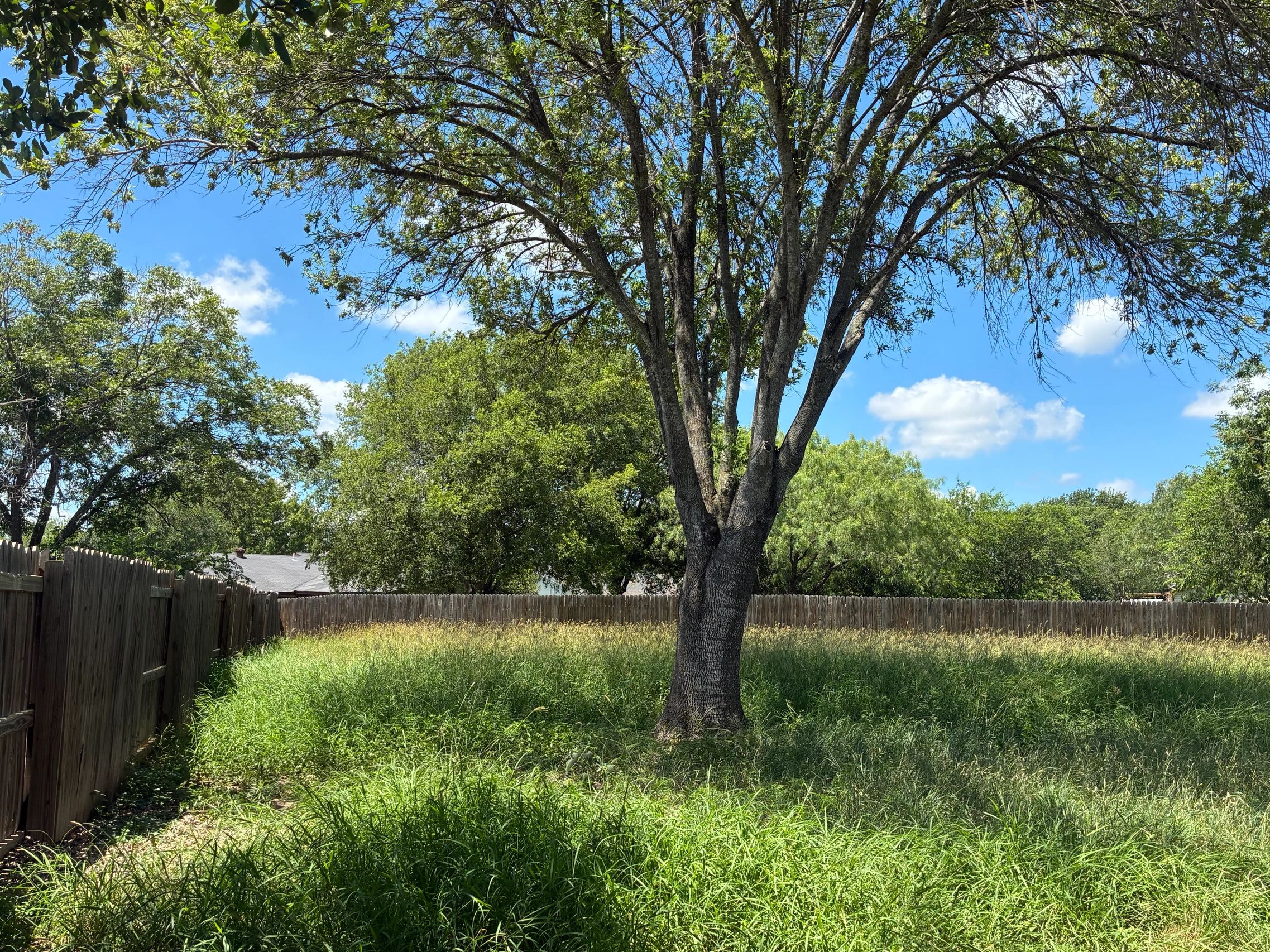 A large tree stands in the middle of an overgrown backyard under a blue sky.
