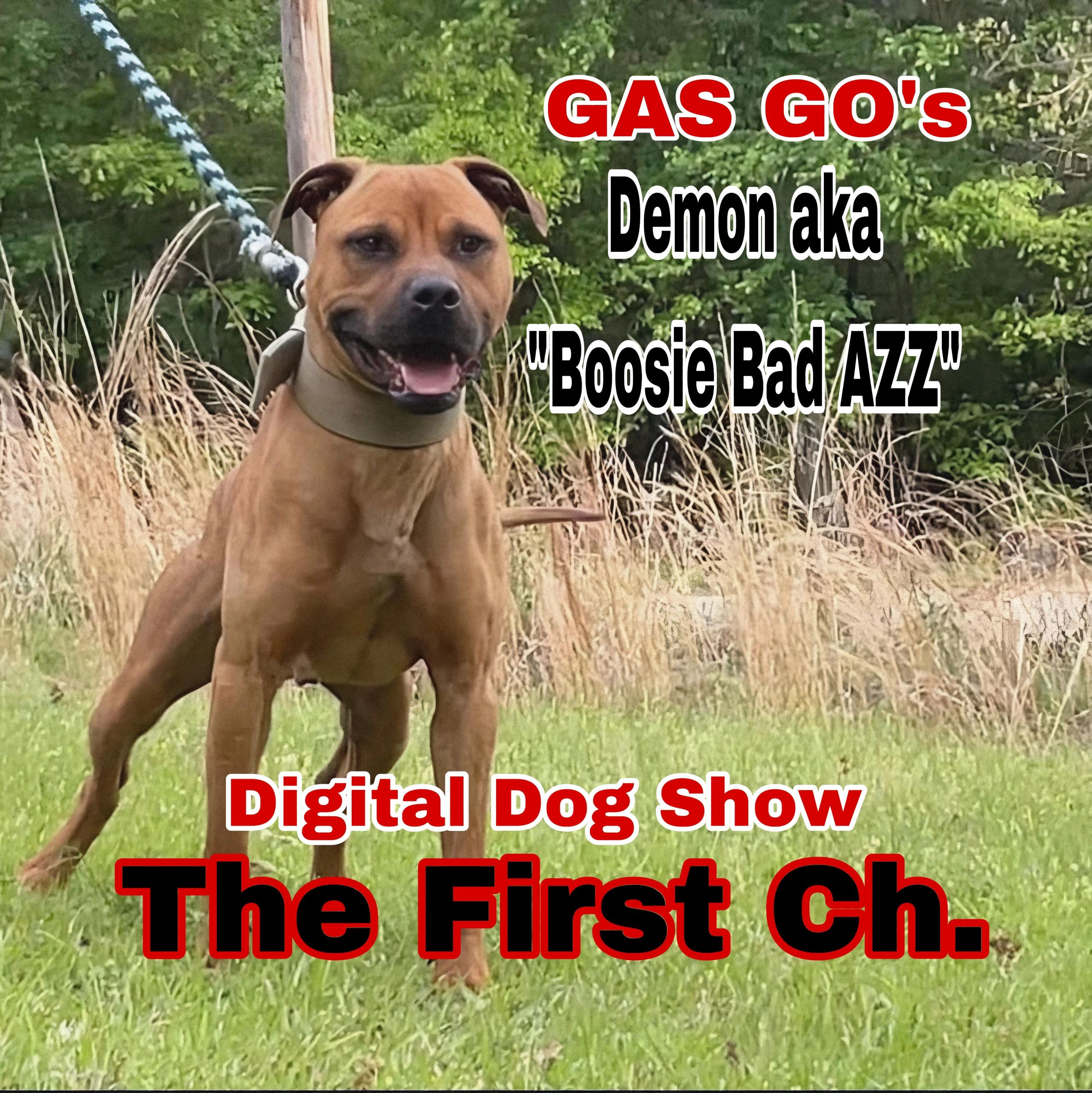 Samurai Kennels Digital Dog Show