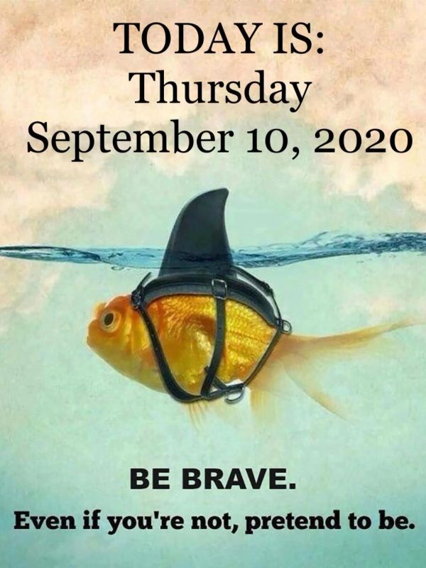 A goldfish wearing a shark fin with a motivational message about bravery.