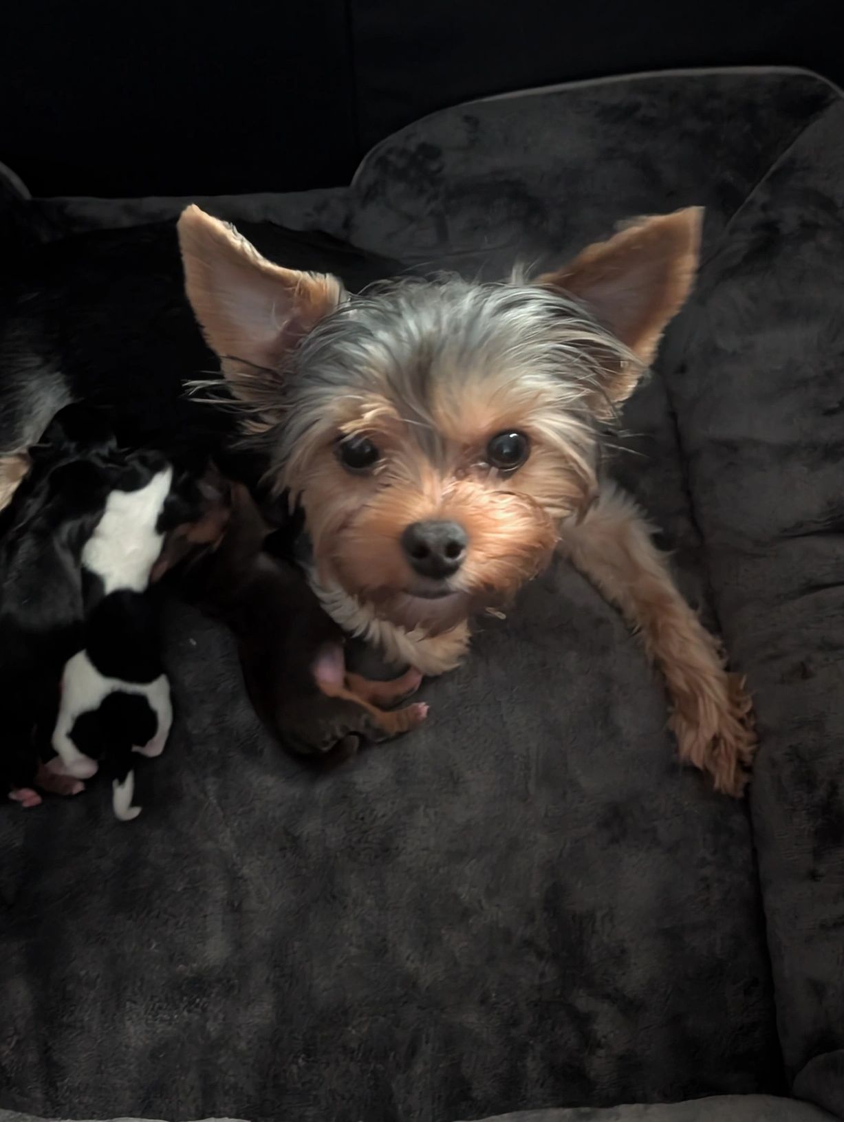 Small dog with puppies in a cozy bed.