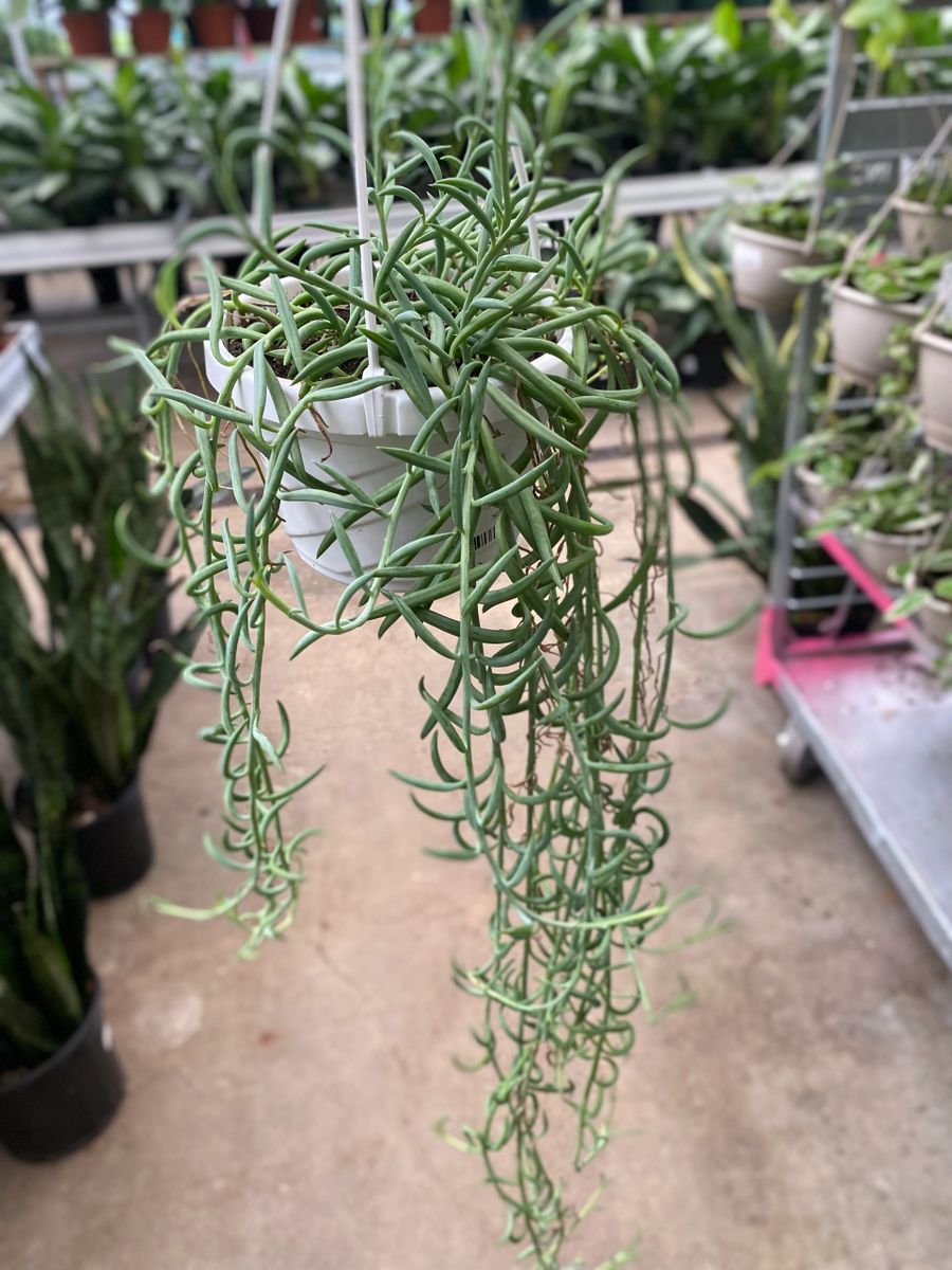 String of Fish Hooks in a Hanging Basket - Urban Garden Center