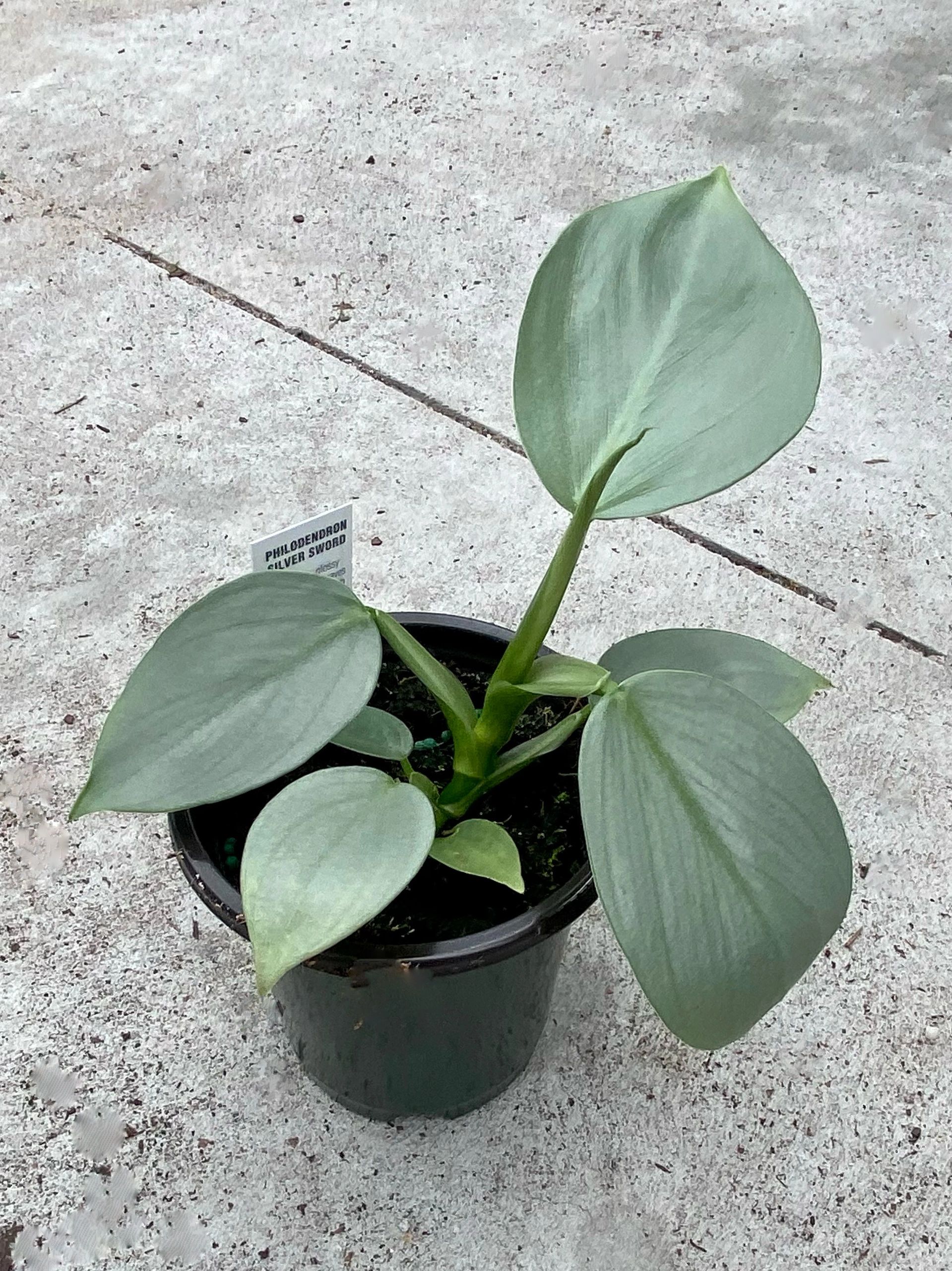 Philodendron Silver Sword Various Sizes 4 Pot Philodendron Hastatum Philodendron Silver Sword Various Sizes 4 Pot Philodendron Hastatum