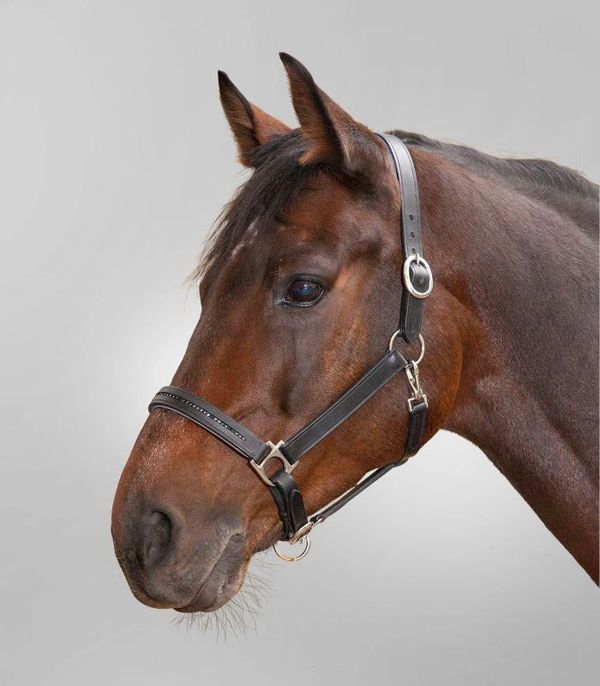 Waldhausen STAR Leather halter Diamond - Full