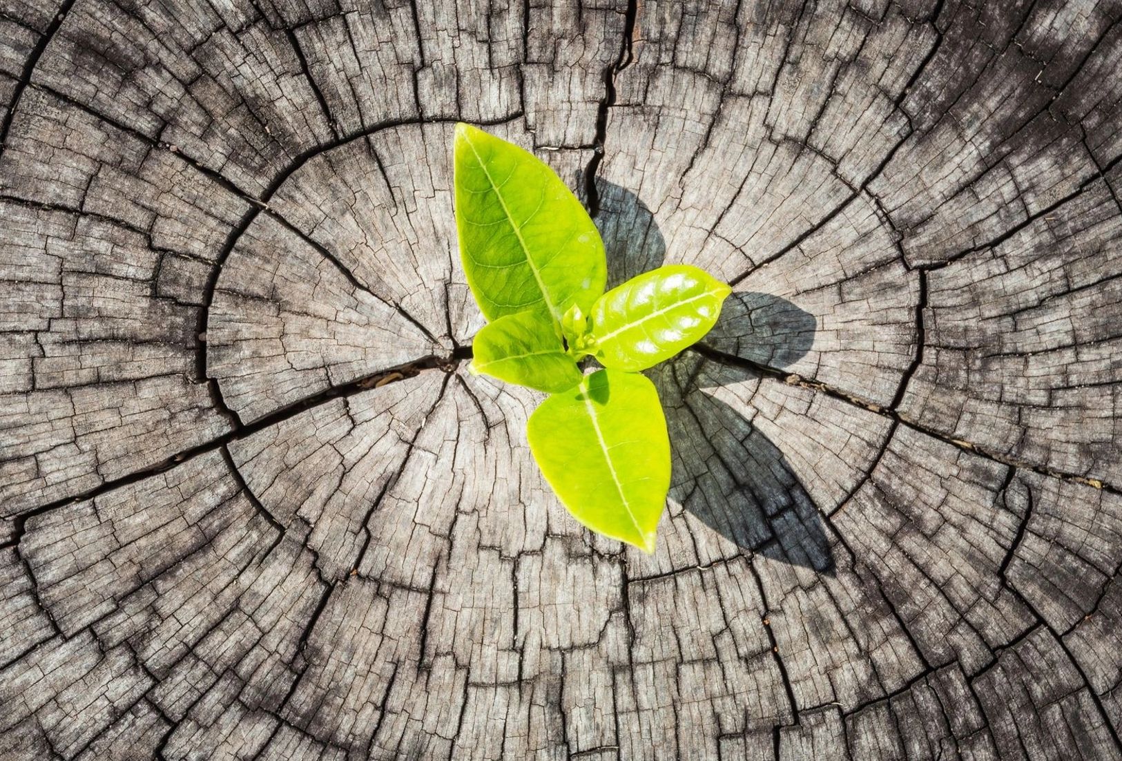 green flower growing from a trump stump