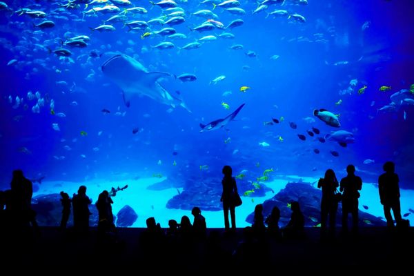 Biggest aquariums zoo