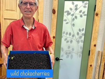 Sam, host at Chokecherry Bed and Breakfast, holds a just-harvested box of wild chokecherries.