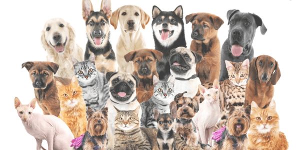multiple animals in spirit