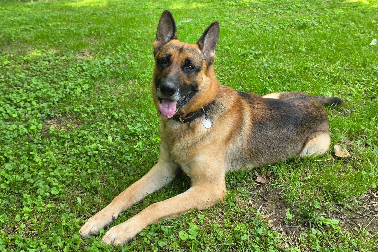 Dog lying on grass, smiling at camera.