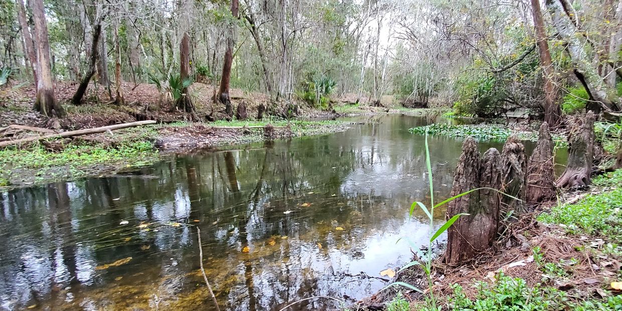 A calm forest stream with reflections and cypress knees along the bank.