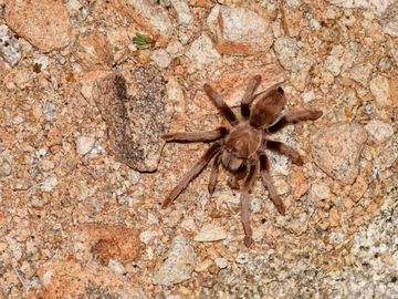 Tarantula or Aphonopelma iodium observed at night in Wilderness south of Pine City.