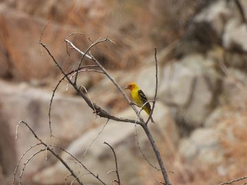 Male Western Tanager, aka Piranga ludoviciana, at the mouth of a canyon leading to Queen Mtn (5680')