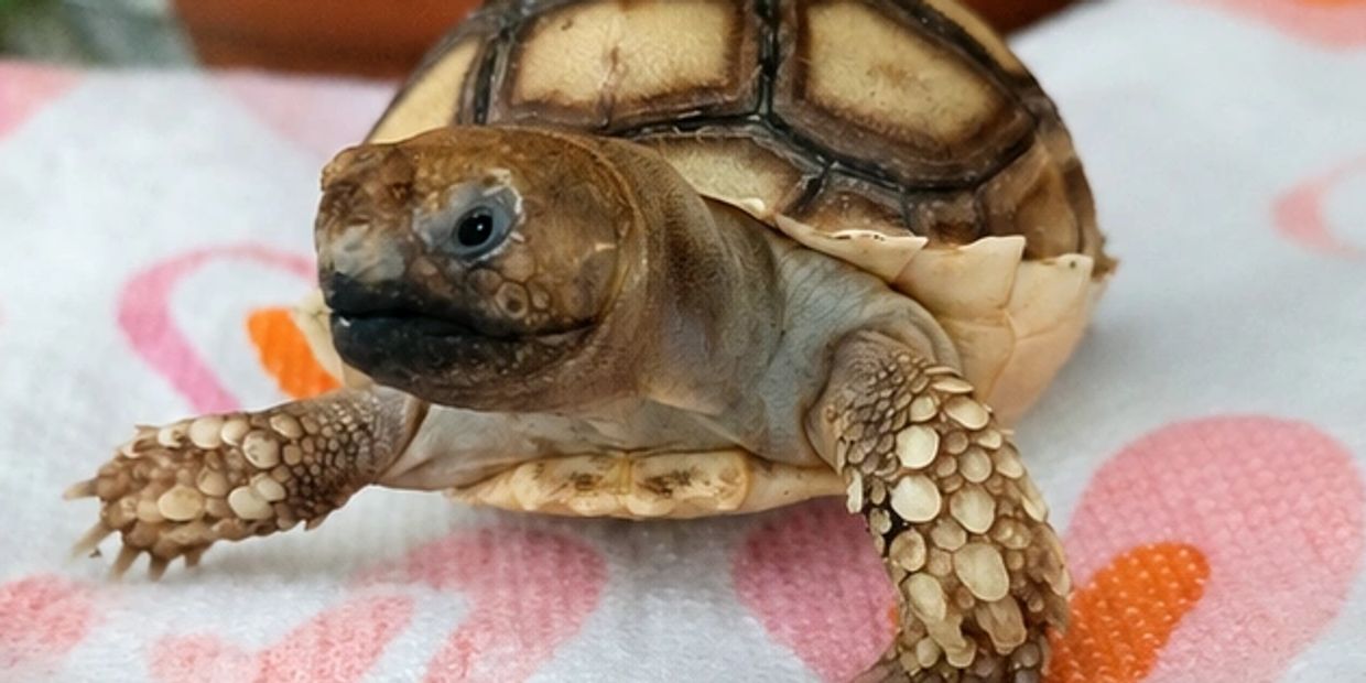 Close-up of a small tortoise on patterned fabric.