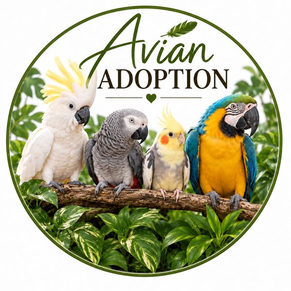 Four colorful parrots on a branch with 'Avian Adoption' text.