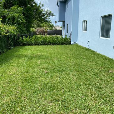 A green backyard beside a light blue house under a sunny sky.