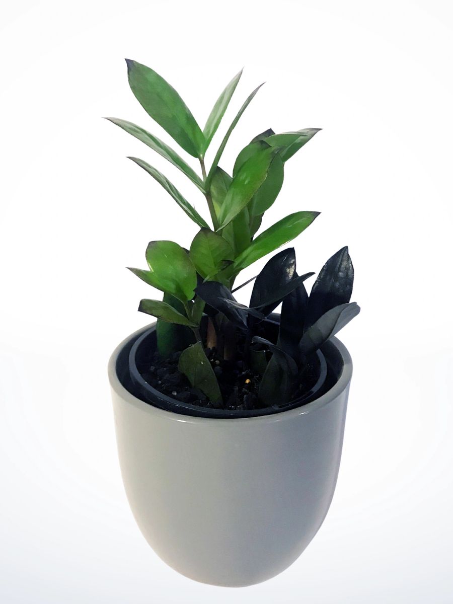 Zanzibar Gem Jungle Warrior