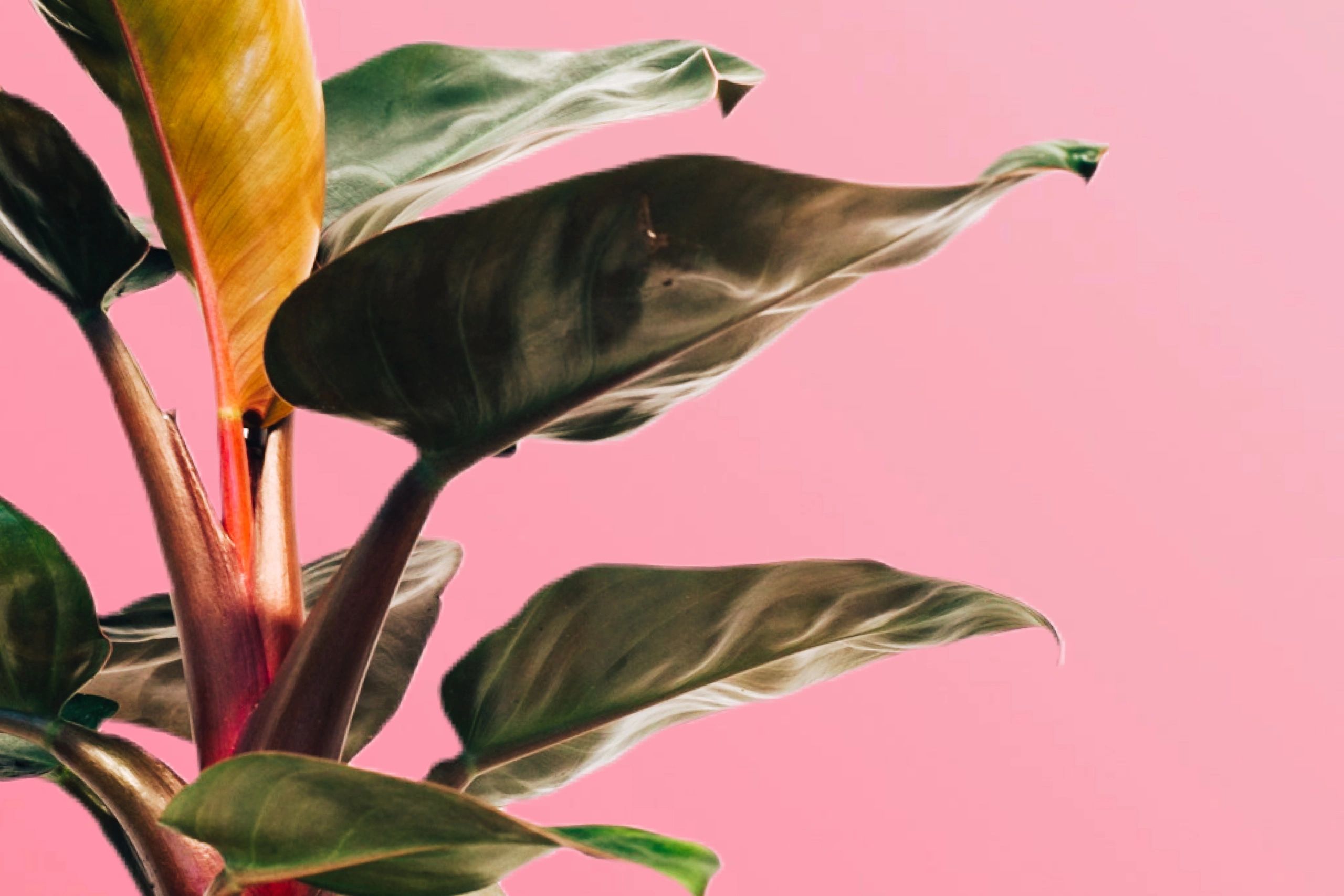 Plant with red stems and yellow green leaves on a pink background