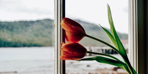 Two orange tulips bending and resting on an old window frame through which you can see the ocean.