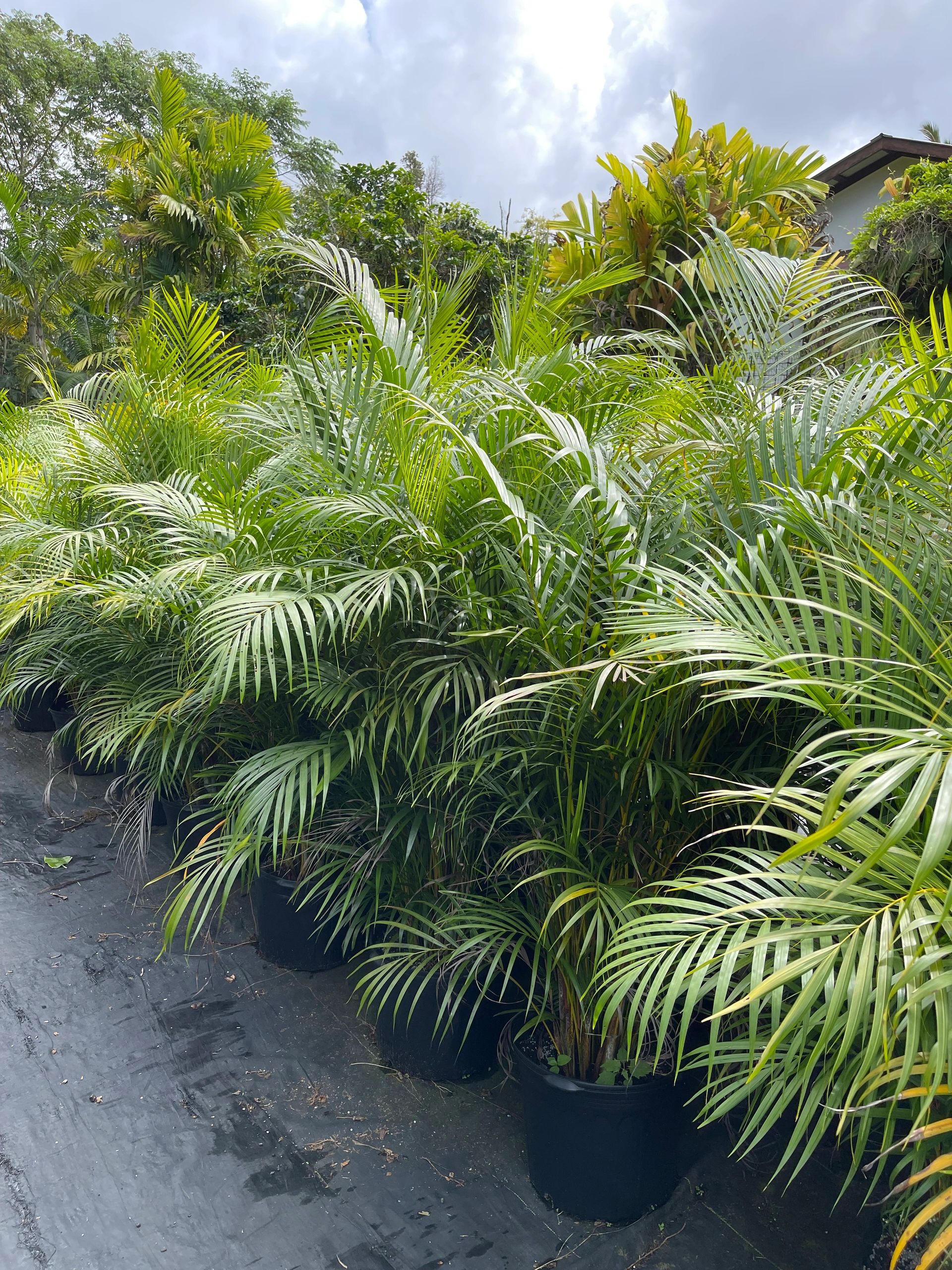 Plant Genesis Hawaii LLC photo 1 in Pahoa