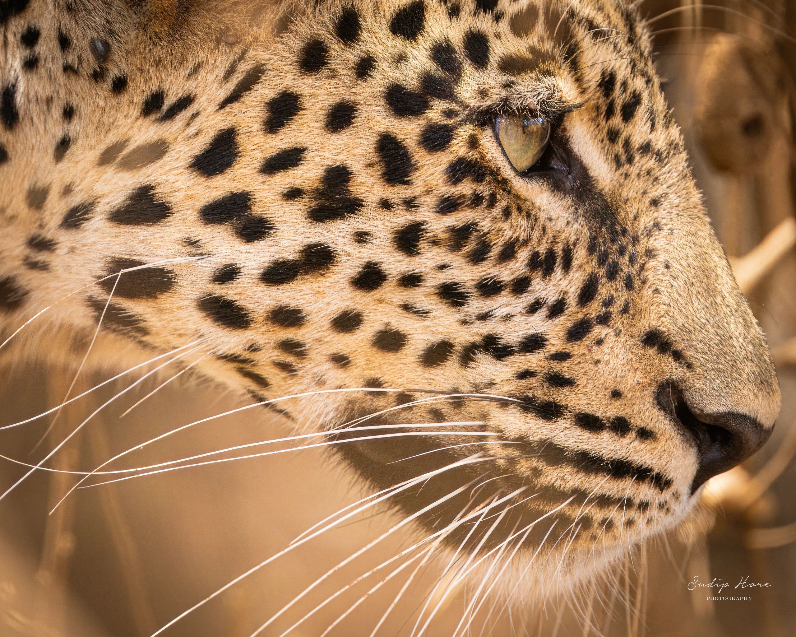 Leopard
Tsavo West, Kenya
